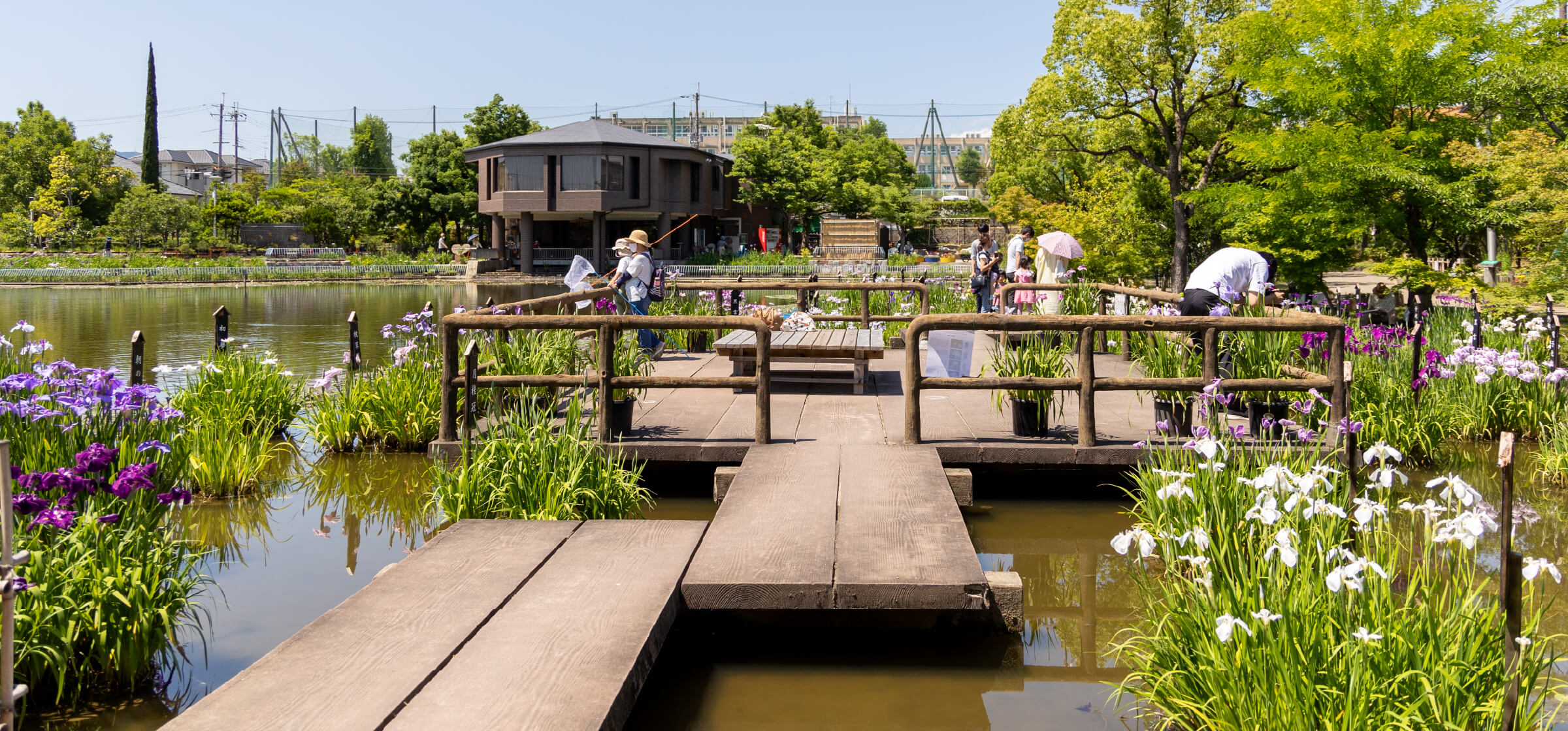 市民の森 鏡伝池「花しょうぶ展」 開催