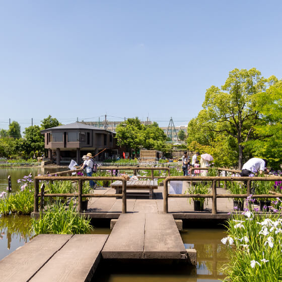 市民の森 鏡伝池「花しょうぶ展」 開催